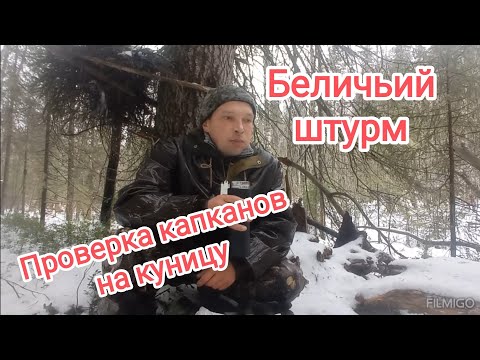 Видео: Проверка капканов на куницу. Беличьий штурм. Всё тает.