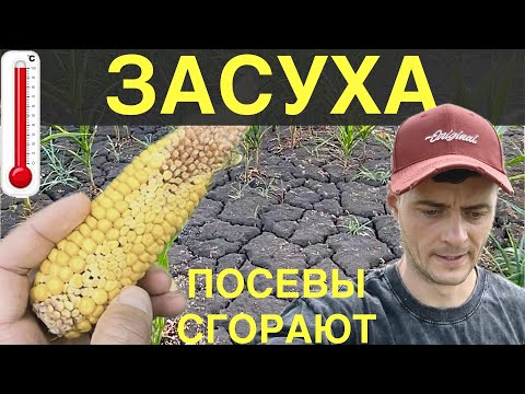 Видео: Кукуруза ГОРИТ на полях КУБАНИ! БУДЕТ ЛИ УРОЖАЙ?