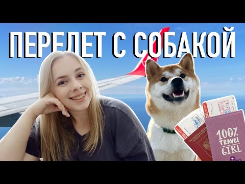 Видео: С собакой за границу? 🐕 Ужасы авиа перелета, документы, цены