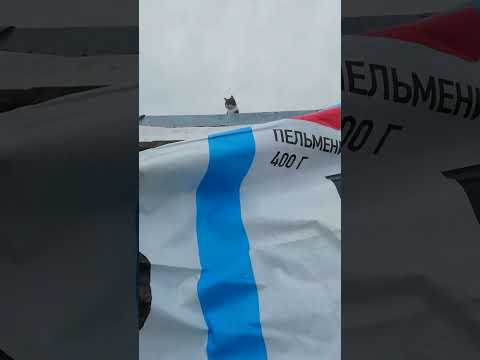 Видео: Вышел к основанию армопояса. 