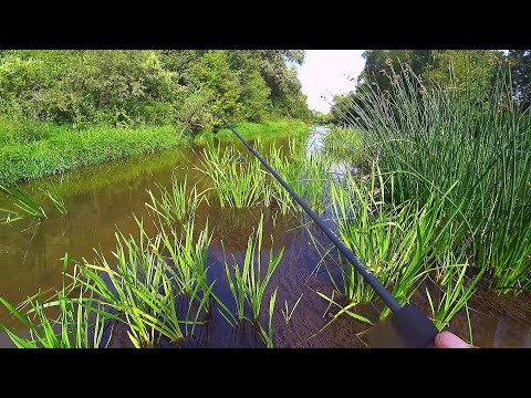 Видео: ЛУЧШАЯ РЫБАЛКА В ЖИЗНИ на домашней речке на ультралайт! Куча рыбы на ОДНУ БЛЕСНУ! Спиннинг