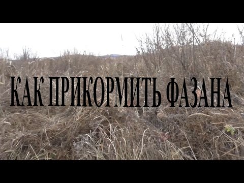 Видео: Делаю привады на фазана или как прикормить фазана