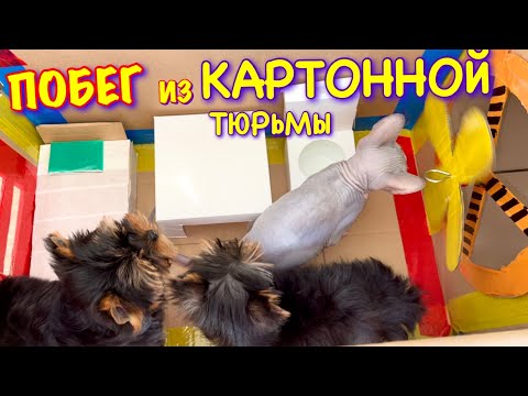 Видео: ПОБЕГ из ТЮРЬМЫ ЧЕЛЕНДЖ! КТО ПОСЛЕДНИЙ покинет ТЮРЬМУ Кот МИЛЛИОН или ЩЕНКИ?