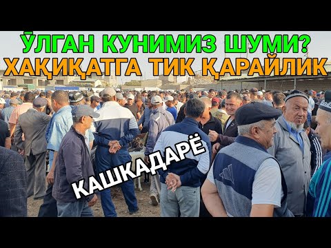 Видео: ӮЛГАН НУНИМИЗ ШУМИ? ХАҚИҚАТГА ТИК ҚАРАЙЛИК. ҚӮЗИ НАРХЛАРИ ҚАШҚАДАРЁ ҒУЗОР МОЛ БОЗОРИ.13-СЕНТАБР 2025