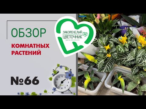 Видео: #66 Обзор поставки комнатных растений | Ардизия, кипарисы, папоротники, филодендроны