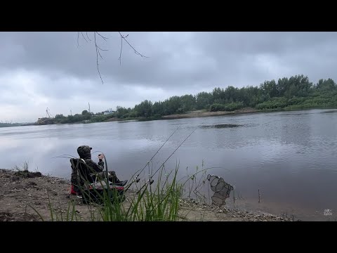 Видео: Ловим леща на фидер. Рыбалка на реке ранним утром в черте города. #Рыбалка72