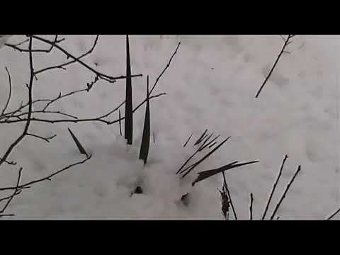 Видео: Как финик пережил русскую зиму в открытом грунте