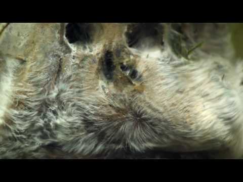 Видео: Призрачный лес.  Часть 3.