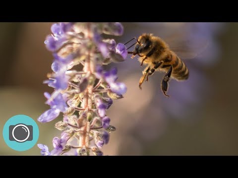 Видео: Макрофотография — протестированы удлинительные кольца