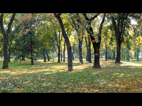 Видео: ОСЕННИЙ ВЕТЕР — Нежное дыхание саксофона и теплые волны аккордеона