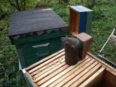 Видео: Пасека. Почему пчёлы не берут сироп, не сушат рамки?