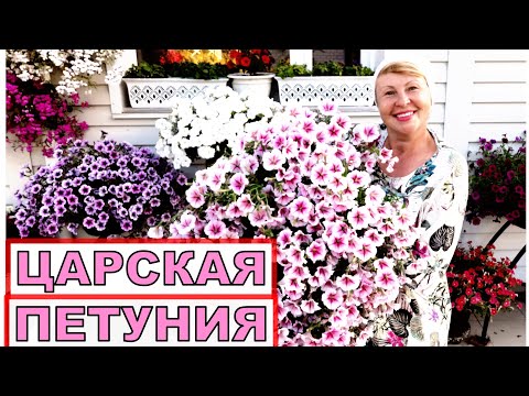 Видео: Эта Петуния затмит всех. Поистине Царская петуния. Лучшие сорта Оперы