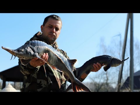 Видео: ФИШБАРМАК. ЕТ АСУ ИЗ ОСЕТРА В КАЗАНЕ НА КОСТРЕ