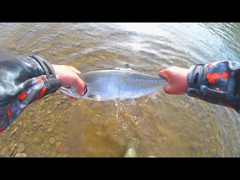 Видео: Ловля Симы на поплавок / Cherry Salmon