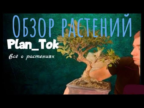 Видео: Обзор моих растений