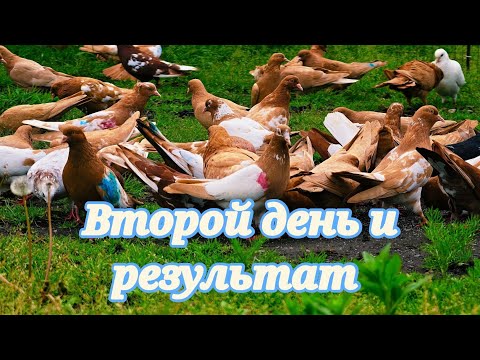 Видео: Голуби по результатам командировки