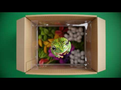 Видео: Топ 10 Лягушек для Начинающих Амфибийщиков!