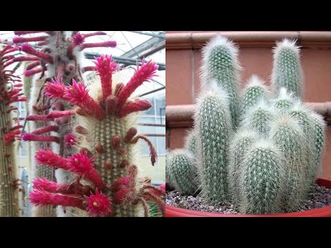 Видео: 🌵КЛЕЙСТОКАКТУС ШТРАУСА УХОД В ДОМАШНИХ УСЛОВИЯХ#клейстокактусштрауса#Cleistocactusstrausii
