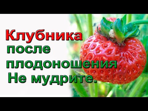 Видео: Клубника в августе и сентябре. Подкормки и уход. Не мудрите