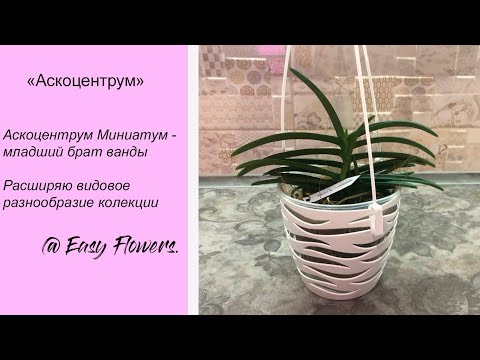 Видео: Расширяю коллекцию видов орхидей - Аскоцентрум Миниатум (Ascocentrum Miniatum), младший брат Ванды