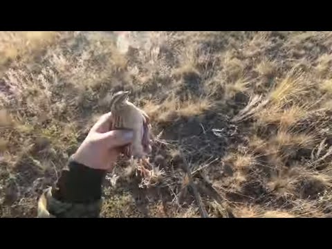 Видео: Охота на перепела. И встреча с опасным, диким зверем )).