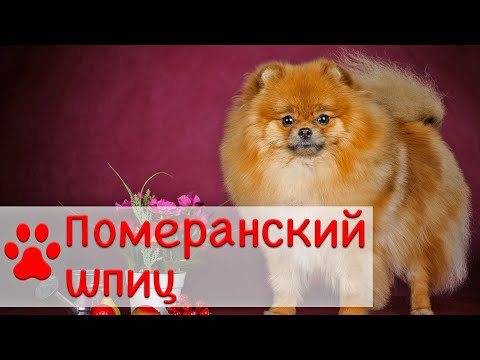 Видео: Померанский шпиц | Характер, история, уход