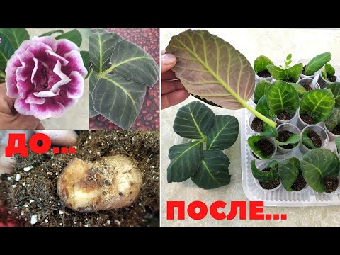 Видео: Глоксиния ПОГИБЛА ❌ КАК СПАСТИ и укоренить ВЯЛЫЙ ЛИСТИК и НЕ потерять красивый сорт⁉️