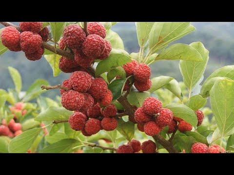 Видео: Миндаль, Кудрания (клубничное дерево), Инжир - выращу в Волгограде