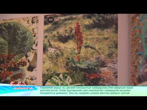 Видео: tv25 Ёоёо-г ангаах нь Эрүүл зөв хооллолт, эмийн булан