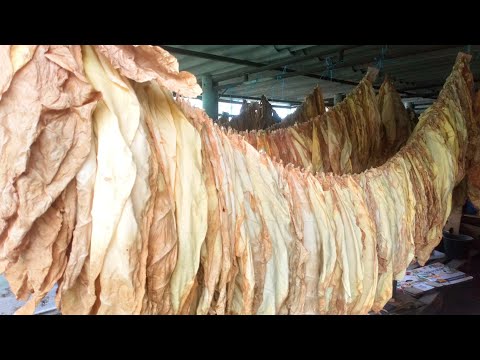 Видео: ВЫЖЕЛЧИВАНИЕ И СУШКА ТАБАКА В ТЕПЛИЦЕ /НЮАНСЫ/ПЛЮСЫ /МИНУСЫ