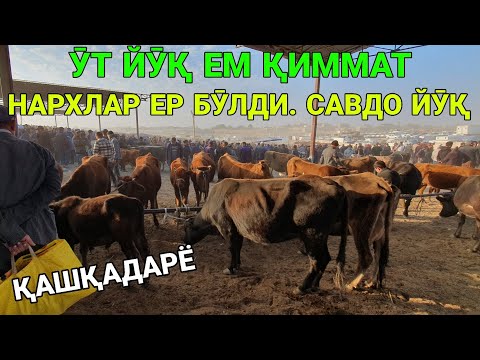 Видео: ӮТ ЙӮҚЛИГИ, САВДО СУСТЛИГИ. СОҒИН СИГИР НАРХЛАРИ. 23-ОКТАБР ҚАШҚАДАРЁ ЧИРОҚЧИ. 2025-ЙИЛ