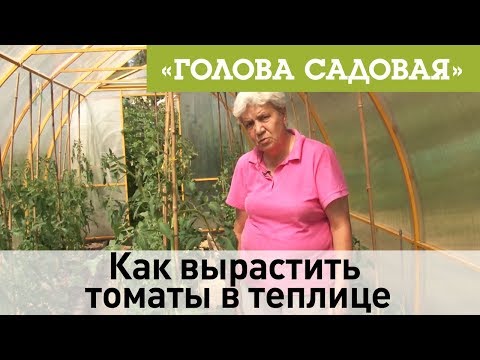 Видео: Голова садовая - Как вырастить томаты в теплице