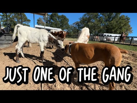 Видео: Полные животы