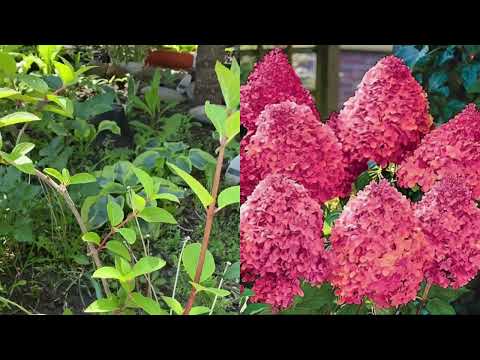 Видео: Фокусы Садового центра ВЕРЫ ГЛУХОВОЙ. 26.05.22.#Заказ #Волгоград # гортензия #Самара#