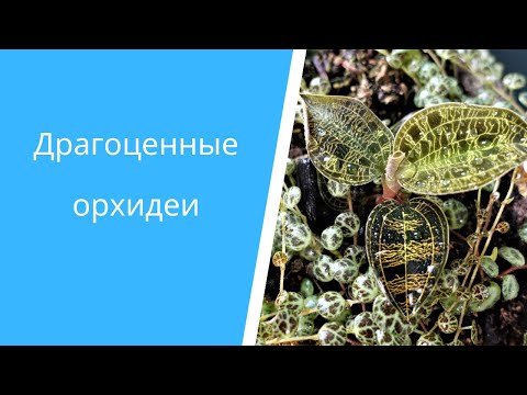 Видео: 6 Драгоценных Орхидей: распаковка посылки, состав почвы, пересадка в парник