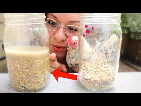 Видео: СОКРАТИТЕ расходы на корм для кур ВДВОЕ с помощью этого ПРОСТОГО способа! 😱🐔✂️