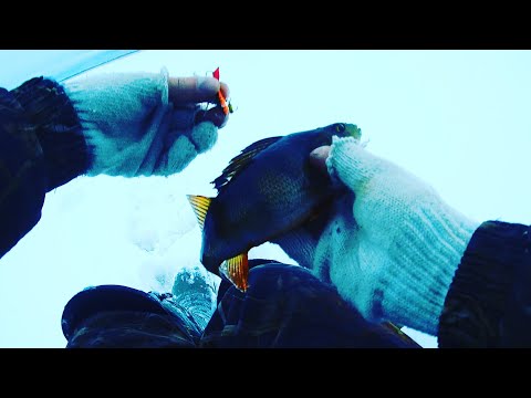 Видео: Окунь на балансир. Ладога. Креницы.Камера подвела.