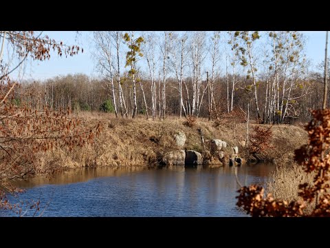 Видео: Ломав голими руками Акацію,щоб закинути Поплавки В ЦЮ Древню місцину по Білій рибі