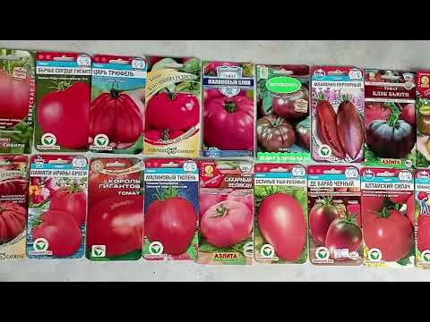 Видео: Самые высокорослые и низкорослые томаты