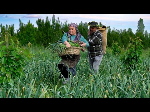 Видео: Зимняя незаменимая вещь: как приготовить вкусные стрелки из маринованного чеснока