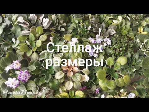 Видео: Фиалки! Стеллаж для моих красавиц (размеры)🤗