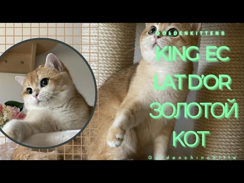 Видео: 👑КИНГ НАШ ЗОЛОТОЙ КОТ🤩ОЧЕНЬ КРАСИВЫЙ👑С ИНОПЛАНЕТНЫМИ ГЛАЗАМИ👑