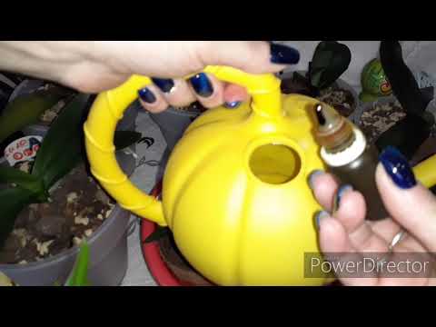 Видео: ЭТО ВАЖНО Первый правильный полив реанимационных орхидей после пересадки ,приучаем корни пить воду 👍