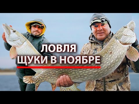 Видео: ЛОВЛЯ ТРОФЕЙНЫХ ЩУК НА КРУПНЫЙ СИЛИКОН. НОЯБРЬ.