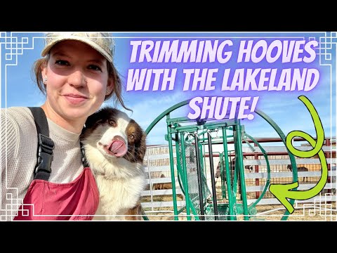 Видео: Обрезка копыт коз с помощью шуруповёрта Lakeland Farm & Ranch Trim Shute