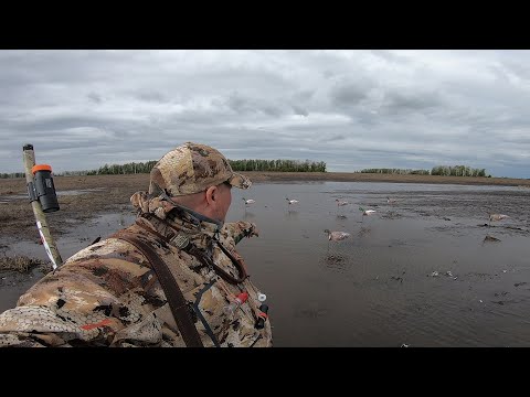 Видео: Охота на утку на гороховом поле!Осенний сезон 2024