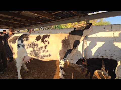 Видео: Тошкент вилояти Бука тум чорва бозори СИГИРЛАР КАТОРИ 09.11.2025