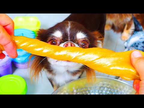 Видео: СЛАЙМЫ ПРОТИВ ПИТОМЦЕВ! ЧТО МЫ НАШЛИ?! ПОПРЫГУН, КРАНЧИ, ЛИЗУНЫ ГИГАНТЫ! РАСПАКОВКА СЛАЙМОВ ДЕНЬ 3