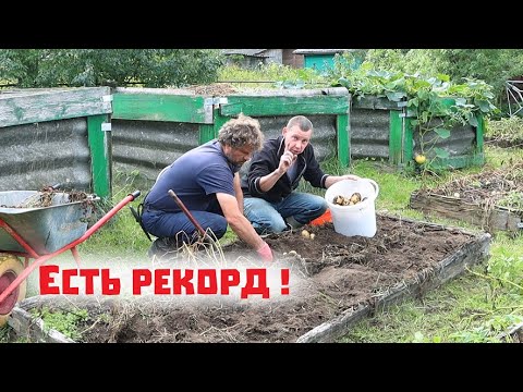 Видео: Собрали абсолютно рекордный урожай картофеля в грядах!