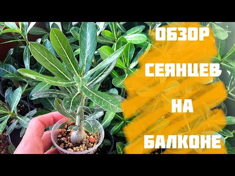Видео: Адениум. Обзор сеянцев